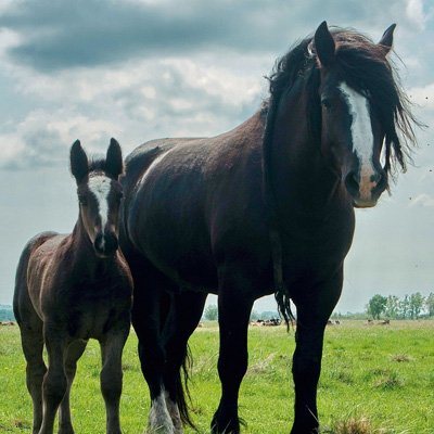 Équitation éthologique à Tournai