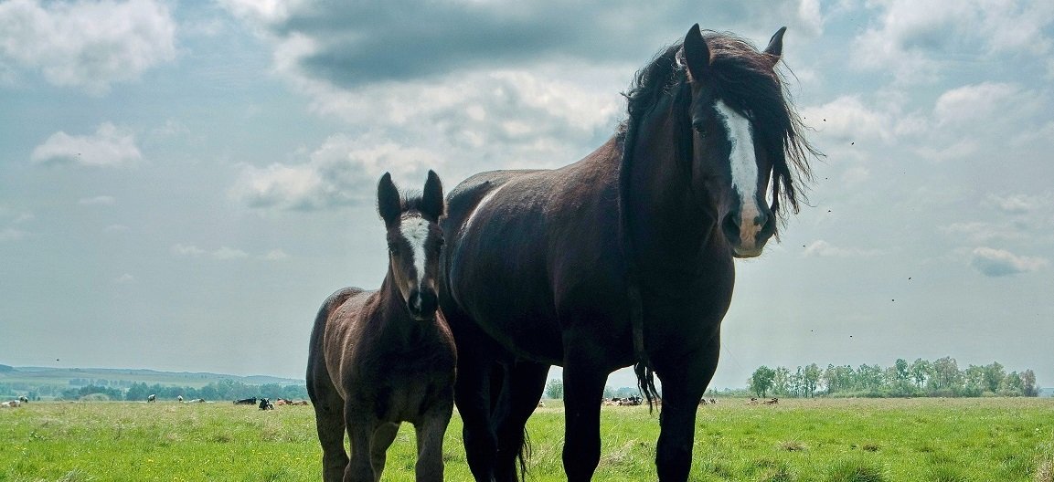 Kinésiologie pour chevaux à Tournai près de Houilly